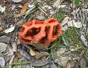 Clathrus ruber.png